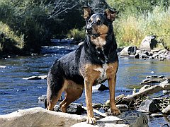 Rocky by a Colorado Stream